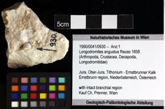 Foto (Objket + Etiketten) von Longodromites angustus (Reuss 1858) 